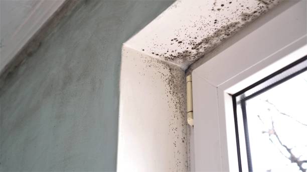 Best Residential Mold Remediation in Bellingham, WA