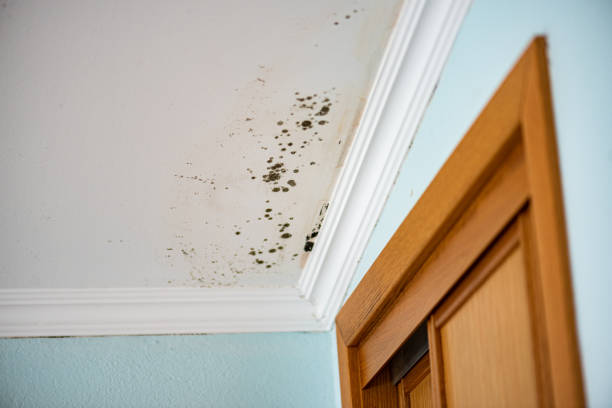 Best Residential Mold Remediation in Bellingham, WA