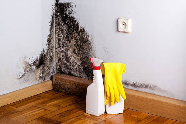 Best Post-Flood Mold Remediation in Bellingham, WA