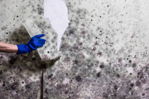 Best Bathroom Mold Remediation in Bellingham, WA