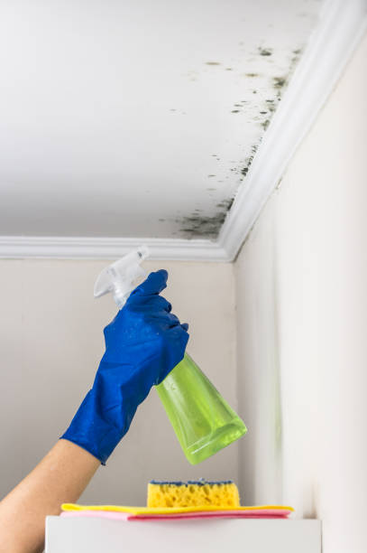 Best Attic Mold Remediation in Bellingham, WA